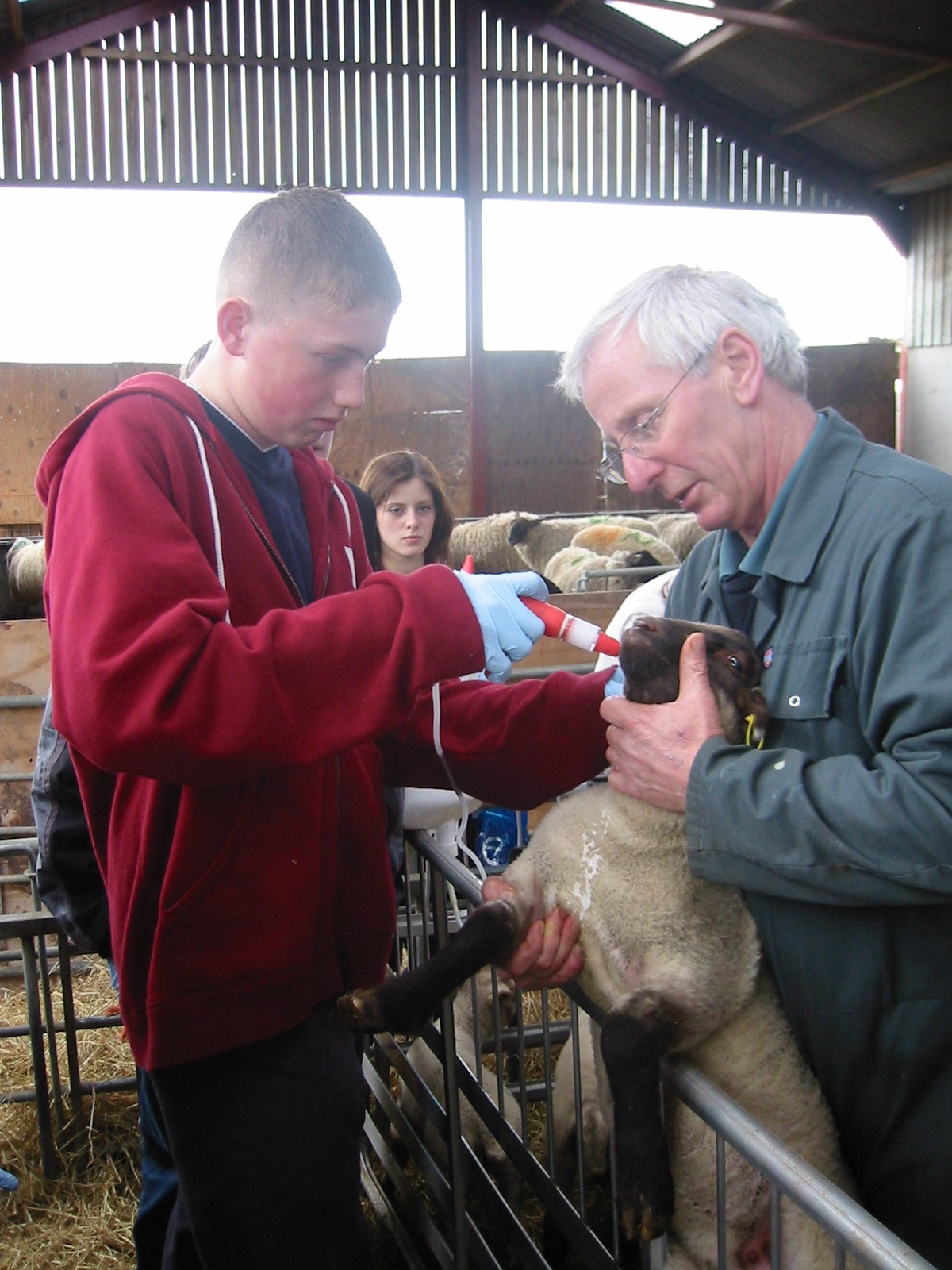 Image of: Sheep husbandry tasks at Harper Adams