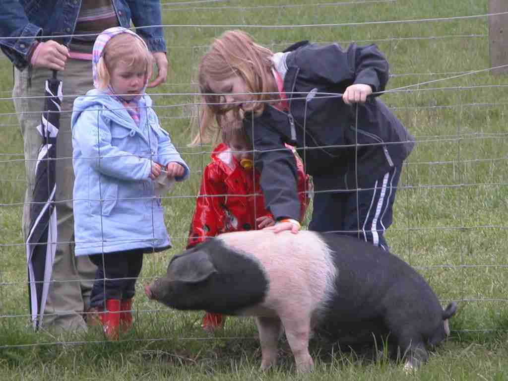 Image of: Children meet the Saddlebacks at Ashlyns Organic Farm.